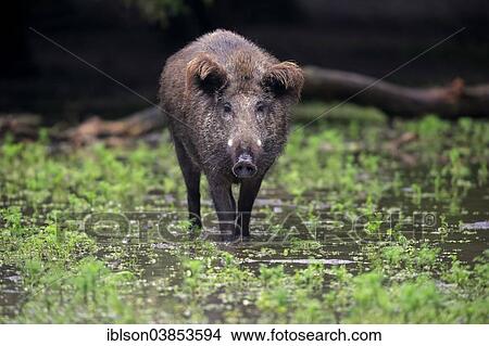 "Wild Boar (Sus scrofa), adult sow in the water, Baden-Wurttemberg, Germany, Europe" View Large Photo Image Picture - "Wild Boar (Sus scrofa), adult sow in the water, Baden-Wurttemberg, Germany, Europe". Fotosearch