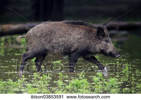 "Wild Boar (Sus scrofa), adult sow in the water, Baden-Wurttemberg, Germany, Europe" View Large Photo Image Stock Image - "Wild Boar (Sus scrofa), adult sow in the water, Baden-Wurttemberg, Germany, Europe". Fotosearch