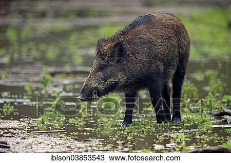 "Wild Boar (Sus scrofa), adult sow feeding in water, Baden-Wurttemberg, Germany, Europe" View Large Photo Image Stock Image - "Wild Boar (Sus scrofa), adult sow feeding in water, Baden-Wurttemberg, Germany, Europe". Fotosearch