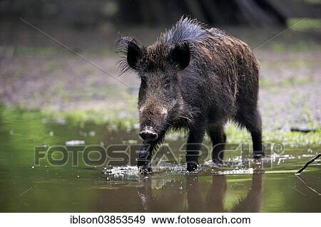 "Wild Boar (Sus scrofa), adult sow feeding in water, Baden-Wurttemberg, Germany, Europe" View Large Photo Image Stock Photo - "Wild Boar (Sus scrofa), adult sow feeding in water, Baden-Wurttemberg, Germany, Europe". Fotosearch