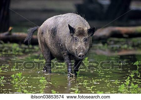 "Wild Boar (Sus scrofa), adult tusker in the water, Baden-Wurttemberg, Germany, Europe" View Large Photo Image Picture - "Wild Boar (Sus scrofa), adult tusker in the water, Baden-Wurttemberg, Germany, Europe". Fotosearch