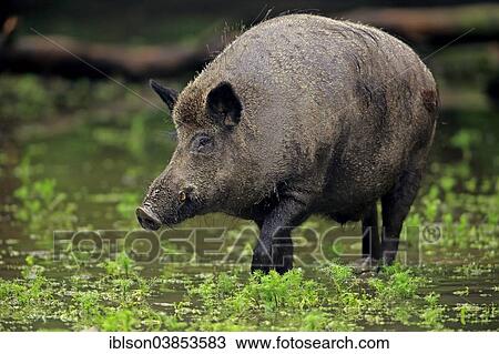 "Wild Boar (Sus scrofa), adult tusker in the water, Baden-Wurttemberg, Germany, Europe" View Large Photo Image Stock Image - "Wild Boar (Sus scrofa), adult tusker in the water, Baden-Wurttemberg, Germany, Europe". Fotosearch