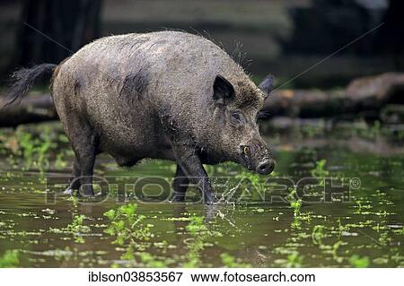 "Wild Boar (Sus scrofa), adult tusker in the water, Baden-Wurttemberg, Germany, Europe" View Large Photo Image Stock Photo - "Wild Boar (Sus scrofa), adult tusker in the water, Baden-Wurttemberg, Germany, Europe". Fotosearch
