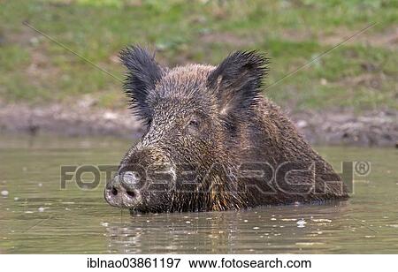 "Wild Boar (Sus scrofa) bathing, Germany, Europe" View Large Photo Image Stock Photo - "Wild Boar (Sus scrofa) bathing, Germany, Europe". Fotosearch