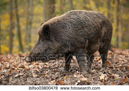 "Wild Boar (Sus scrofa), boar, adult male, captive, Bavaria, Germany, Europe" View Large Photo Image Stock Photo - "Wild Boar (Sus scrofa), boar, adult male, captive, Bavaria, Germany, Europe". Fotosearch
