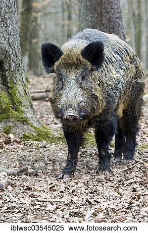 "Wild Boar (Sus scrofa), boar, Wildpark Daun, Daun, Vulkan Eifel, Eifel, Rhineland-Palatinate, Germany, Europe" View Large Photo Image Stock Photography - "Wild Boar (Sus scrofa), boar, Wildpark Daun, Daun, Vulkan Eifel, Eifel, Rhineland-Palatinate, Germany, Europe". Fotosearch