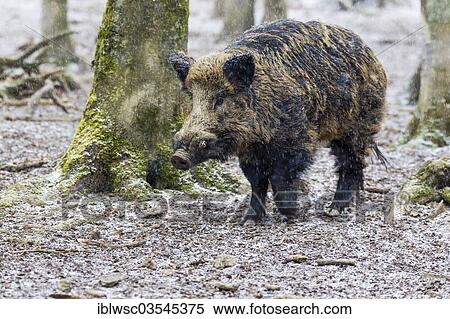 "Wild Boar (Sus scrofa), boar, Wildpark Daun, Daun, Vulkan Eifel, Eifel, Rhineland-Palatinate, Germany, Europe" View Large Photo Image Stock Photography - "Wild Boar (Sus scrofa), boar, Wildpark Daun, Daun, Vulkan Eifel, Eifel, Rhineland-Palatinate, Germany, Europe". Fotosearch