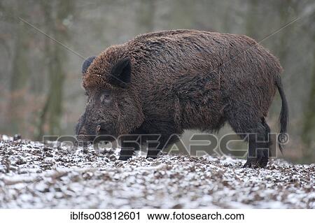"Wild Boar (Sus scrofa), boar with winter coat, captive, Bavaria, Germany, Europe" View Large Photo Image Stock Image - "Wild Boar (Sus scrofa), boar with winter coat, captive, Bavaria, Germany, Europe". Fotosearch