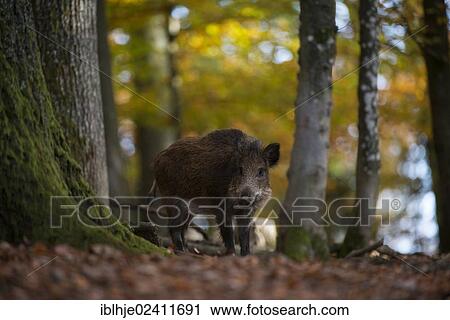 Wild boar (Sus scrofa), Daun, Eifel, Rhineland-Palatinate, Germany, Europe View Large Photo Image Stock Image - Wild boar (Sus scrofa), Daun, Eifel, Rhineland-Palatinate, Germany, Europe. Fotosearch