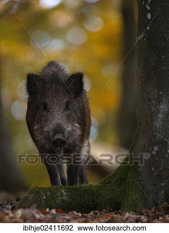 Wild boar (Sus scrofa), Daun, Eifel, Rhineland-Palatinate, Germany, Europe View Large Photo Image Stock Image - Wild boar (Sus scrofa), Daun, Eifel, Rhineland-Palatinate, Germany, Europe. Fotosearch