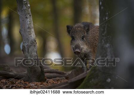 Wild boar (Sus scrofa), Daun, Eifel, Rhineland-Palatinate, Germany, Europe View Large Photo Image Stock Photo - Wild boar (Sus scrofa), Daun, Eifel, Rhineland-Palatinate, Germany, Europe. Fotosearch