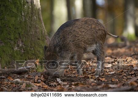 Wild boar (Sus scrofa), Daun, Eifel, Rhineland-Palatinate, Germany, Europe View Large Photo Image Stock Photography - Wild boar (Sus scrofa), Daun, Eifel, Rhineland-Palatinate, Germany, Europe. Fotosearch