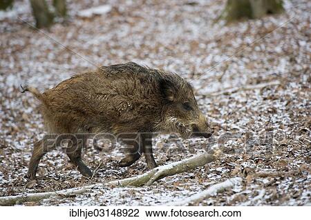 Stock Image - "Wild boar (Sus scrofa), Daun, Vulkan Eifel, Eifel, Rhineland-Palatinate, Germany, Europe". Fotosearch