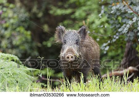 "Wild Boar (Sus scrofa), Dilek National Park, Kusadasi, Aydin province, Aegean region, Turkey, Asia" View Large Photo Image Stock Photograph - "Wild Boar (Sus scrofa), Dilek National Park, Kusadasi, Aydin province, Aegean region, Turkey, Asia". Fotosearch