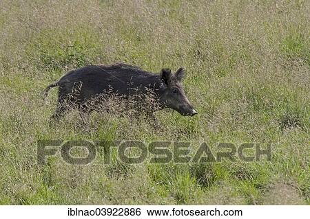 "Wild Boar (Sus scrofa) in a meadow, Sweden, Europe" View Large Photo Image Stock Photograph - "Wild Boar (Sus scrofa) in a meadow, Sweden, Europe". Fotosearch