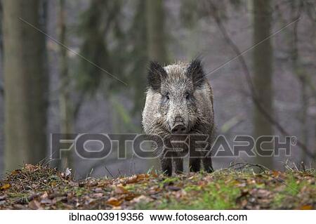 "Wild Boar (Sus scrofa) in forest, Schleswig-Holstein, Germany, Europe" View Large Photo Image Stock Photograph - "Wild Boar (Sus scrofa) in forest, Schleswig-Holstein, Germany, Europe". Fotosearch