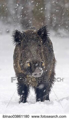 "Wild Boar (Sus scrofa) in snow, Germany, Europe" View Large Photo Image Stock Image - "Wild Boar (Sus scrofa) in snow, Germany, Europe". Fotosearch