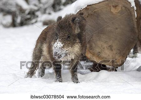 "Wild boar (Sus scrofa) in the snow, Wildpark Daun, Daun, Vulkan Eifel, Eifel, Rhineland-Palatinate, Germany, Europe" View Large Photo Image Picture - "Wild boar (Sus scrofa) in the snow, Wildpark Daun, Daun, Vulkan Eifel, Eifel, Rhineland-Palatinate, Germany, Europe". Fotosearch