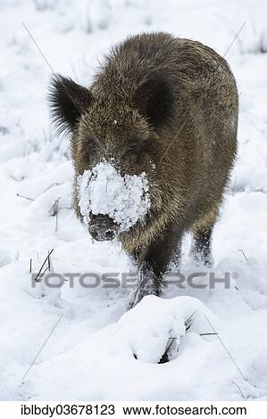 "Wild Boar (Sus scrofa) in the snow, Kloevensteen nature reserve, Rissen, Hamburg, Hamburg, Germany, Europe" View Large Photo Image Stock Image - "Wild Boar (Sus scrofa) in the snow, Kloevensteen nature reserve, Rissen, Hamburg, Hamburg, Germany, Europe". Fotosearch
