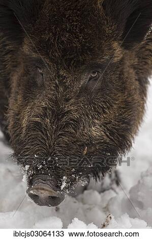 Stock Image - "Wild Boar (Sus scrofa) in the snow, Wildgehege Brueck wildlife park, Bruck Game Reserve, Konigsforst Nature Reserve, Cologne, Rhineland, North Rhine-Westphalia, Germany, Europe". Fotosearch
