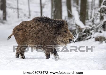 "Wild boar (Sus scrofa) in the snow, Wildpark Daun, Daun, Vulkan Eifel, Eifel, Rhineland-Palatinate, Germany, Europe" View Large Photo Image Stock Image - "Wild boar (Sus scrofa) in the snow, Wildpark Daun, Daun, Vulkan Eifel, Eifel, Rhineland-Palatinate, Germany, Europe". Fotosearch