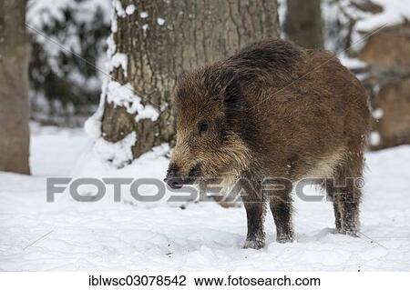 "Wild boar (Sus scrofa) in the snow, Wildpark Daun, Daun, Vulkan Eifel, Eifel, Rhineland-Palatinate, Germany, Europe" View Large Photo Image Stock Image - "Wild boar (Sus scrofa) in the snow, Wildpark Daun, Daun, Vulkan Eifel, Eifel, Rhineland-Palatinate, Germany, Europe". Fotosearch