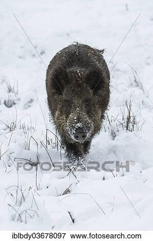 "Wild Boar (Sus scrofa) in the snow, Kloevensteen nature reserve, Rissen, Hamburg, Hamburg, Germany, Europe" View Large Photo Image Stock Photo - "Wild Boar (Sus scrofa) in the snow, Kloevensteen nature reserve, Rissen, Hamburg, Hamburg, Germany, Europe". Fotosearch