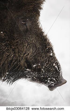 "Wild Boar (Sus scrofa) in the snow, Wildgehege Brueck wildlife park, Bruck Game Reserve, Konigsforst Nature Reserve, Cologne, Rhineland, North Rhine-Westphalia, Germany, Europe" View Large Photo Image Stock Photo - "Wild Boar (Sus scrofa) in the snow, Wildgehege Brueck wildlife park, Bruck Game Reserve, Konigsforst Nature Reserve, Cologne, Rhineland, North Rhine-Westphalia, Germany, Europe". Fotosearch