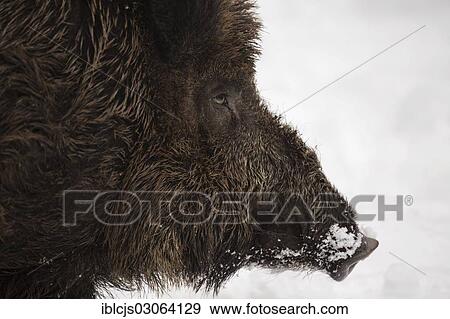 "Wild Boar (Sus scrofa) in the snow, Wildgehege Brueck wildlife park, Bruck Game Reserve, Konigsforst Nature Reserve, Cologne, Rhineland, North Rhine-Westphalia, Germany, Europe" View Large Photo Image Stock Photo - "Wild Boar (Sus scrofa) in the snow, Wildgehege Brueck wildlife park, Bruck Game Reserve, Konigsforst Nature Reserve, Cologne, Rhineland, North Rhine-Westphalia, Germany, Europe". Fotosearch