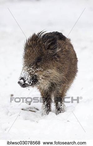 Stock Photo - "Wild boar (Sus scrofa) in the snow, Wildpark Daun, Daun, Vulkan Eifel, Eifel, Rhineland-Palatinate, Germany, Europe". Fotosearch