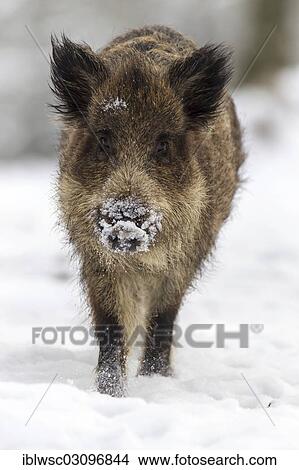 "Wild boar (Sus scrofa) in winter, Wildpark Daun, Daun, Vulkan Eifel, Eifel, Rhineland-Palatinate, Germany, Europe" View Large Photo Image Picture - "Wild boar (Sus scrofa) in winter, Wildpark Daun, Daun, Vulkan Eifel, Eifel, Rhineland-Palatinate, Germany, Europe". Fotosearch