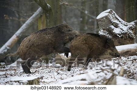 "Wild boar (Sus scrofa) in winter, Daun, Vulkan Eifel, Eifel, Rhineland-Palatinate, Germany, Europe" View Large Photo Image Stock Image - "Wild boar (Sus scrofa) in winter, Daun, Vulkan Eifel, Eifel, Rhineland-Palatinate, Germany, Europe". Fotosearch