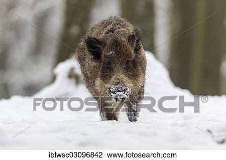 "Wild boar (Sus scrofa) in winter, Wildpark Daun, Daun, Vulkan Eifel, Eifel, Rhineland-Palatinate, Germany, Europe" View Large Photo Image Stock Image - "Wild boar (Sus scrofa) in winter, Wildpark Daun, Daun, Vulkan Eifel, Eifel, Rhineland-Palatinate, Germany, Europe". Fotosearch