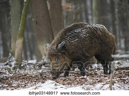 Stock Photo - "Wild boar (Sus scrofa) in winter, Daun, Vulkan Eifel, Eifel, Rhineland-Palatinate, Germany, Europe". Fotosearch