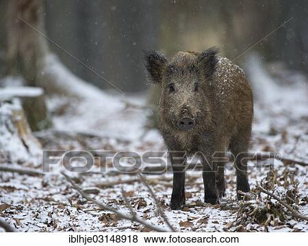 "Wild boar (Sus scrofa) in winter, Daun, Vulkan Eifel, Eifel, Rhineland-Palatinate, Germany, Europe" View Large Photo Image Stock Photo - "Wild boar (Sus scrofa) in winter, Daun, Vulkan Eifel, Eifel, Rhineland-Palatinate, Germany, Europe". Fotosearch