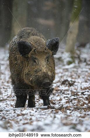 "Wild boar (Sus scrofa) in winter, Daun, Vulkan Eifel, Eifel, Rhineland-Palatinate, Germany, Europe" View Large Photo Image Stock Photo - "Wild boar (Sus scrofa) in winter, Daun, Vulkan Eifel, Eifel, Rhineland-Palatinate, Germany, Europe". Fotosearch