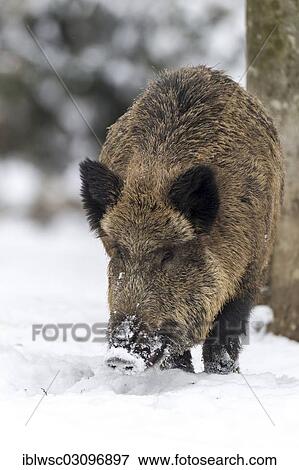 "Wild boar (Sus scrofa) in winter, Wildpark Daun, Daun, Vulkan Eifel, Eifel, Rhineland-Palatinate, Germany, Europe" View Large Photo Image Stock Photo - "Wild boar (Sus scrofa) in winter, Wildpark Daun, Daun, Vulkan Eifel, Eifel, Rhineland-Palatinate, Germany, Europe". Fotosearch