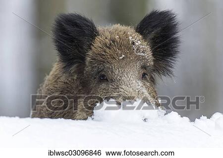 Stock Photograph - "Wild boar (Sus scrofa) in winter, Wildpark Daun, Daun, Vulkan Eifel, Eifel, Rhineland-Palatinate, Germany, Europe". Fotosearch