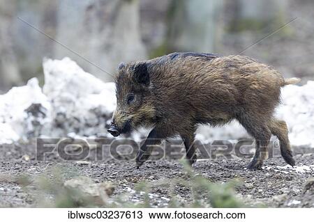 "Wild boar (Sus scrofa), juvenile, Wildpark Daun, Daun, Vulkan Eifel, Eifel, Rhineland-Palatinate, Germany, Europe" View Large Photo Image Stock Image - "Wild boar (Sus scrofa), juvenile, Wildpark Daun, Daun, Vulkan Eifel, Eifel, Rhineland-Palatinate, Germany, Europe". Fotosearch
