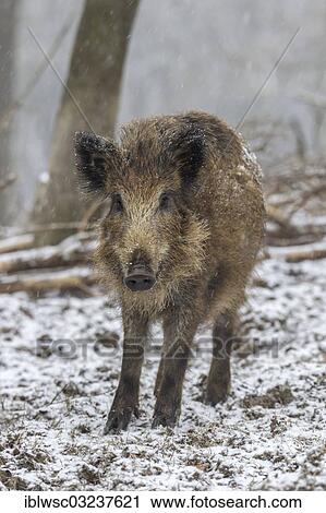 "Wild boar (Sus scrofa), juvenile, Wildpark Daun, Daun, Vulkan Eifel, Eifel, Rhineland-Palatinate, Germany, Europe" View Large Photo Image Stock Image - "Wild boar (Sus scrofa), juvenile, Wildpark Daun, Daun, Vulkan Eifel, Eifel, Rhineland-Palatinate, Germany, Europe". Fotosearch