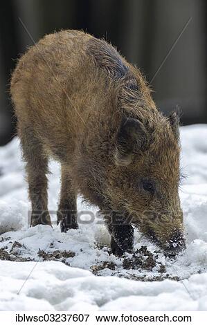 "Wild boar (Sus scrofa), juvenile, Wildpark Daun, Daun, Vulkan Eifel, Eifel, Rhineland-Palatinate, Germany, Europe" View Large Photo Image Stock Photo - "Wild boar (Sus scrofa), juvenile, Wildpark Daun, Daun, Vulkan Eifel, Eifel, Rhineland-Palatinate, Germany, Europe". Fotosearch