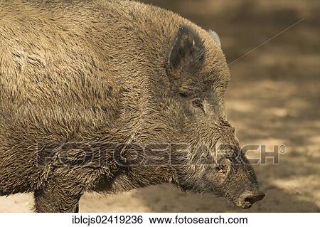 Wild Boar (Sus scrofa), Koenigsforst Koeln-Brueck game reserve, North Rhine-Westphalia, Germany, Europe View Large Photo Image Stock Photograph - Wild Boar (Sus scrofa), Koenigsforst Koeln-Brueck game reserve, North Rhine-Westphalia, Germany, Europe. Fotosearch