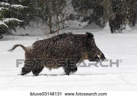"Wild boar (Sus scrofa), male, trudging through the snow in a forest, Germany, Europe" View Large Photo Image Stock Image - "Wild boar (Sus scrofa), male, trudging through the snow in a forest, Germany, Europe". Fotosearch