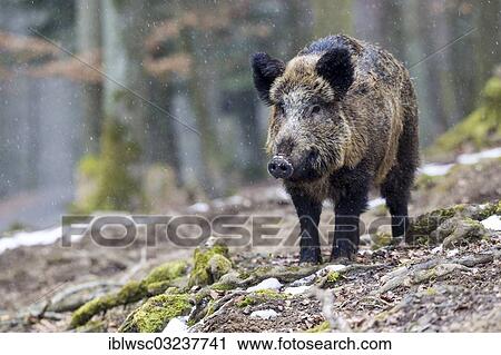 "Wild boar (Sus scrofa), male, Wildpark Daun, Daun, Vulkan Eifel, Eifel, Rhineland-Palatinate, Germany, Europe" View Large Photo Image Stock Image - "Wild boar (Sus scrofa), male, Wildpark Daun, Daun, Vulkan Eifel, Eifel, Rhineland-Palatinate, Germany, Europe". Fotosearch