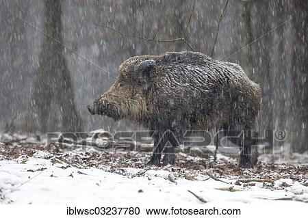"Wild boar (Sus scrofa), male, Wildpark Daun, Daun, Vulkan Eifel, Eifel, Rhineland-Palatinate, Germany, Europe" View Large Photo Image Stock Image - "Wild boar (Sus scrofa), male, Wildpark Daun, Daun, Vulkan Eifel, Eifel, Rhineland-Palatinate, Germany, Europe". Fotosearch