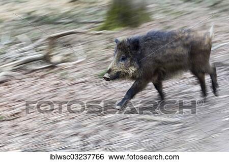 "Wild boar (Sus scrofa), motion blur, Wildpark Daun, Daun, Vulkan Eifel, Eifel, Rhineland-Palatinate, Germany, Europe" View Large Photo Image Stock Photograph - "Wild boar (Sus scrofa), motion blur, Wildpark Daun, Daun, Vulkan Eifel, Eifel, Rhineland-Palatinate, Germany, Europe". Fotosearch