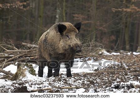 "Wild boar (Sus scrofa), one-eyed tusker, Wildpark Daun, Daun, Vulkan Eifel, Eifel, Rhineland-Palatinate, Germany, Europe" View Large Photo Image Stock Image - "Wild boar (Sus scrofa), one-eyed tusker, Wildpark Daun, Daun, Vulkan Eifel, Eifel, Rhineland-Palatinate, Germany, Europe". Fotosearch