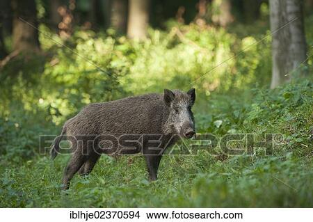 Wild Boar (Sus scrofa) View Large Photo Image Picture - Wild Boar (Sus scrofa). Fotosearch