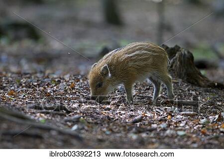 "Wild Boar (Sus scrofa), piglet, in an enclosure, Bavarian Forest National Park, Bavaria, Germany, Europe" View Large Photo Image Stock Image - "Wild Boar (Sus scrofa), piglet, in an enclosure, Bavarian Forest National Park, Bavaria, Germany, Europe". Fotosearch
