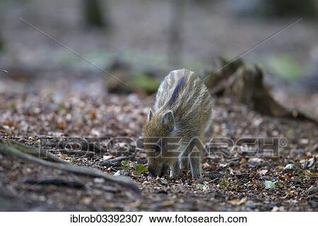 "Wild Boar (Sus scrofa), piglet, in an enclosure, Bavarian Forest National Park, Bavaria, Germany, Europe" View Large Photo Image Stock Photo - "Wild Boar (Sus scrofa), piglet, in an enclosure, Bavarian Forest National Park, Bavaria, Germany, Europe". Fotosearch